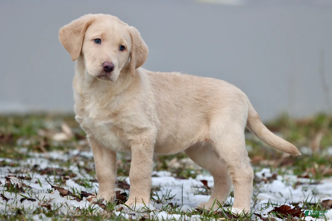 Labrador Retriever dogs for sale: Sprite - Ad 1