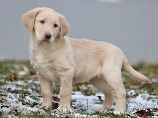 Labrador Retriever dogs Sprite - Ad 33