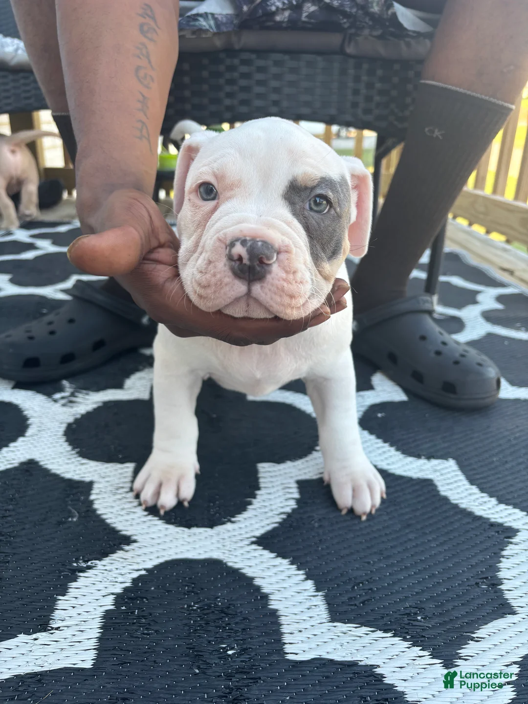 American Bully dogs for sale: American Bully Puppy 1 - Ad 1
