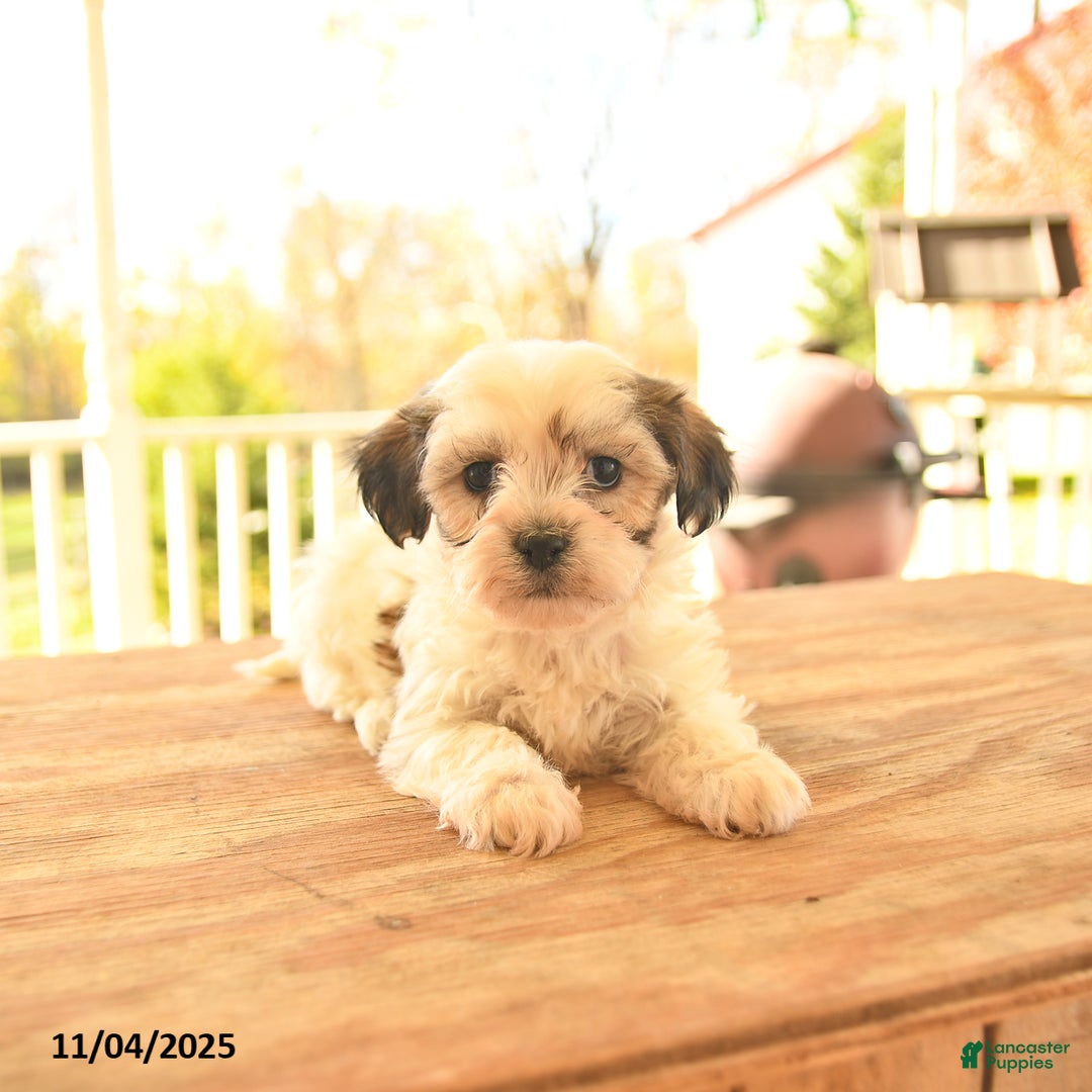 Teddy Bear dogs for sale: Biscuit  - Ad 8