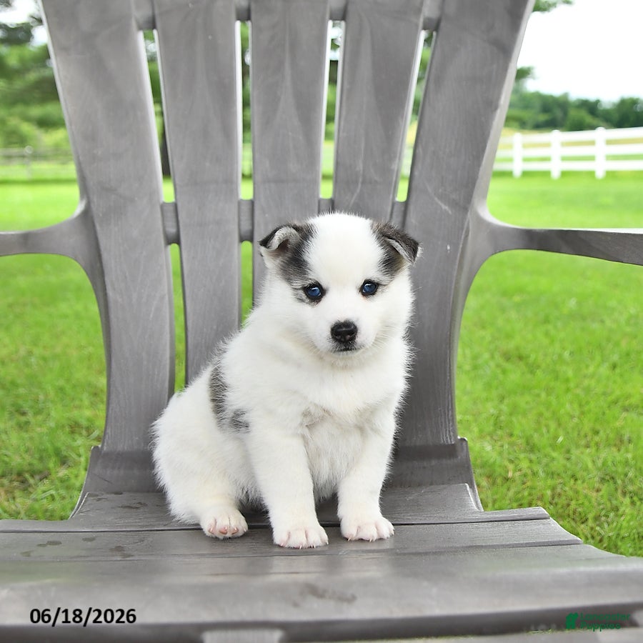 Pomsky dogs Asher - Ad 2