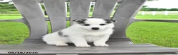 Pomsky dogs for sale: Asher - Ad 2