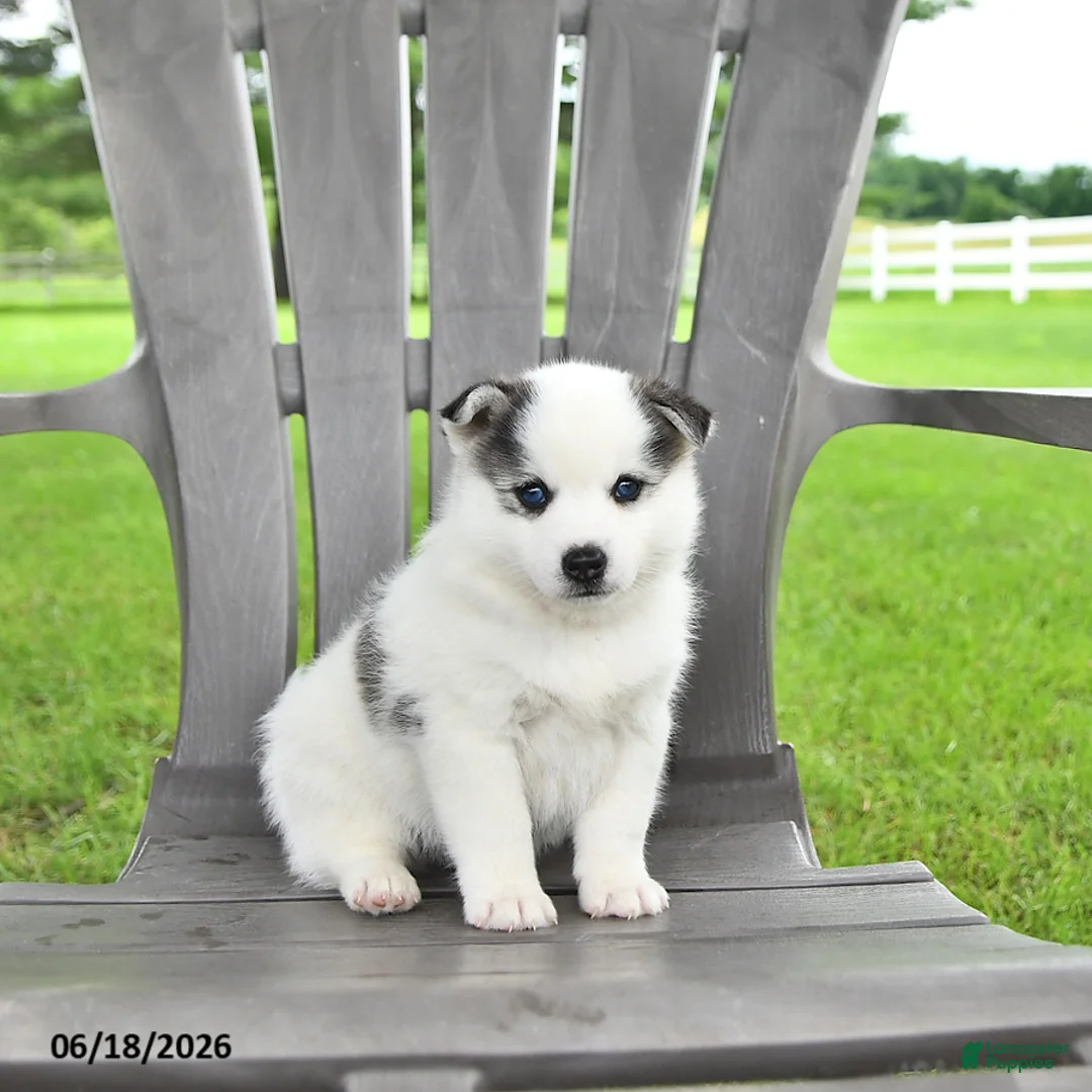 Pomsky dogs for sale: Asher - Ad 2