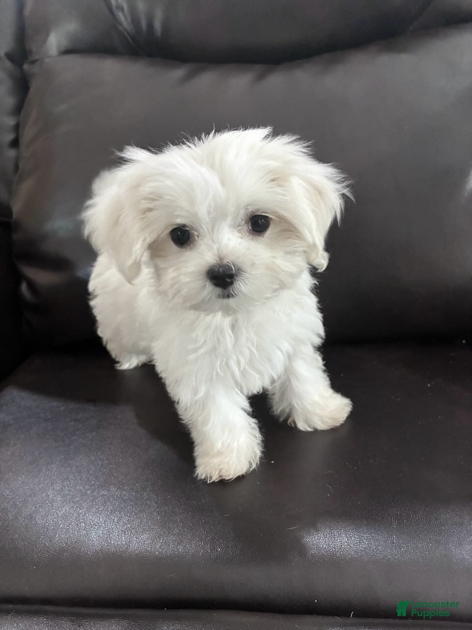 Maltese dogs Lvy - Ad 2