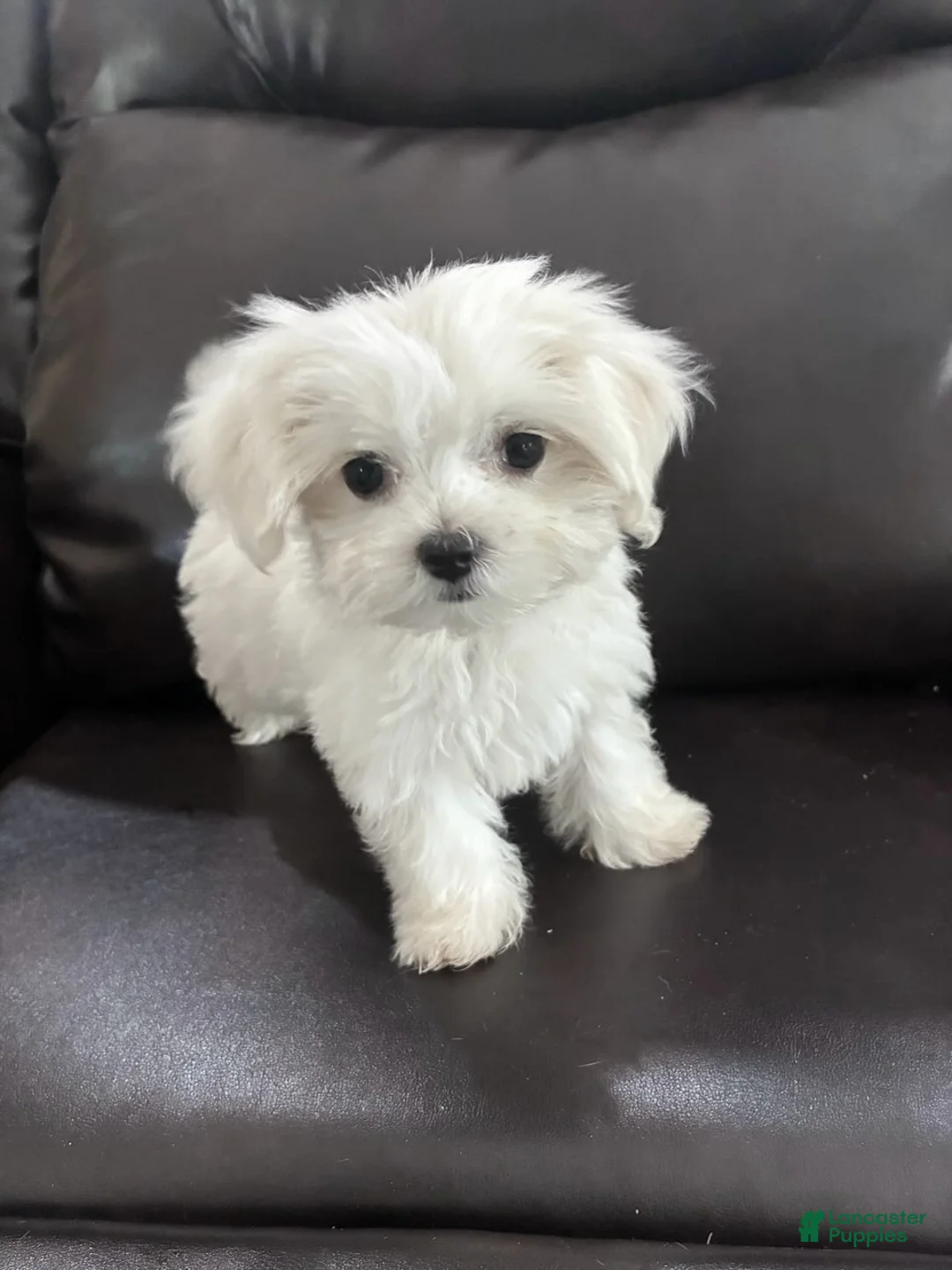 Maltese dogs for sale: Lvy - Ad 2