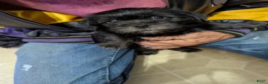 Shih Tzu 2