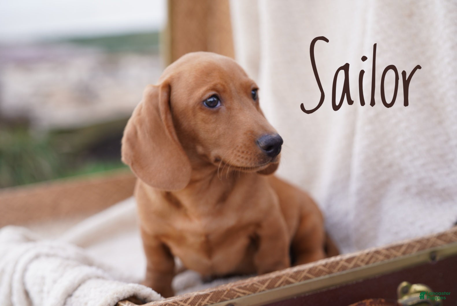 Miniature Dachshund dogs Sailor - Ad 2