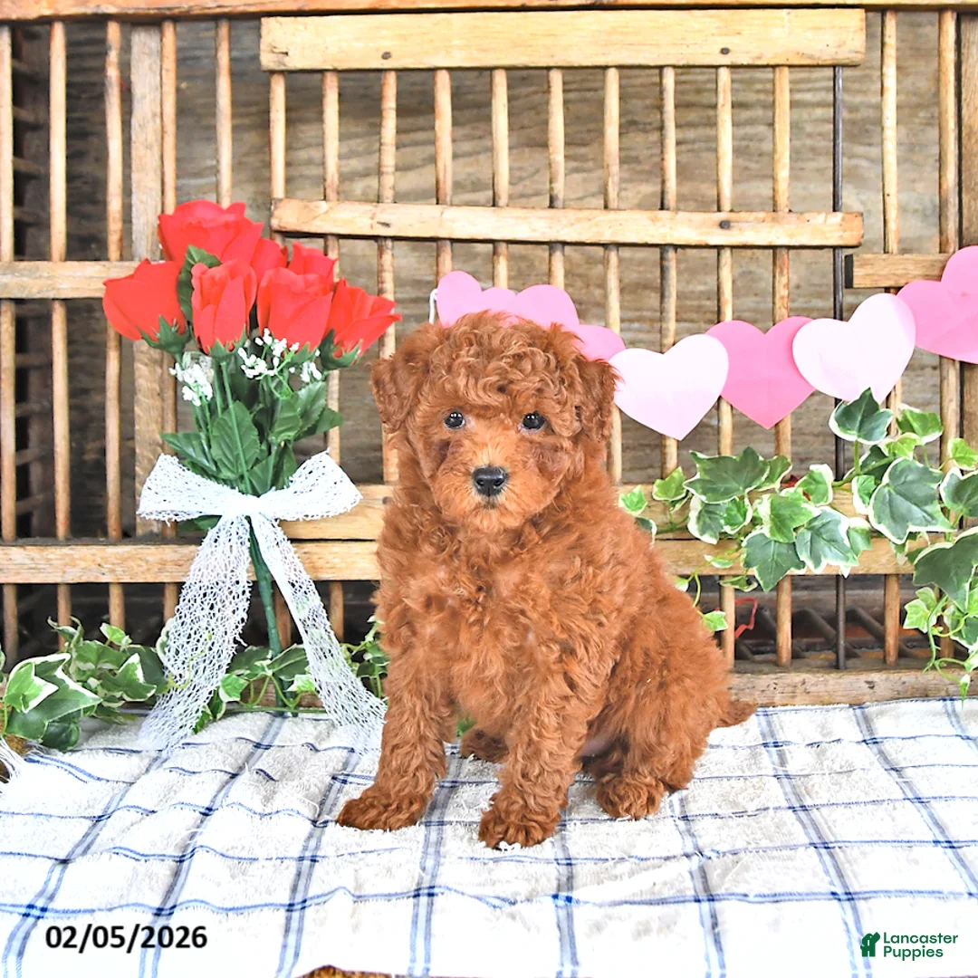 Mini Goldendoodle dogs for sale: Peggy - Ad 4
