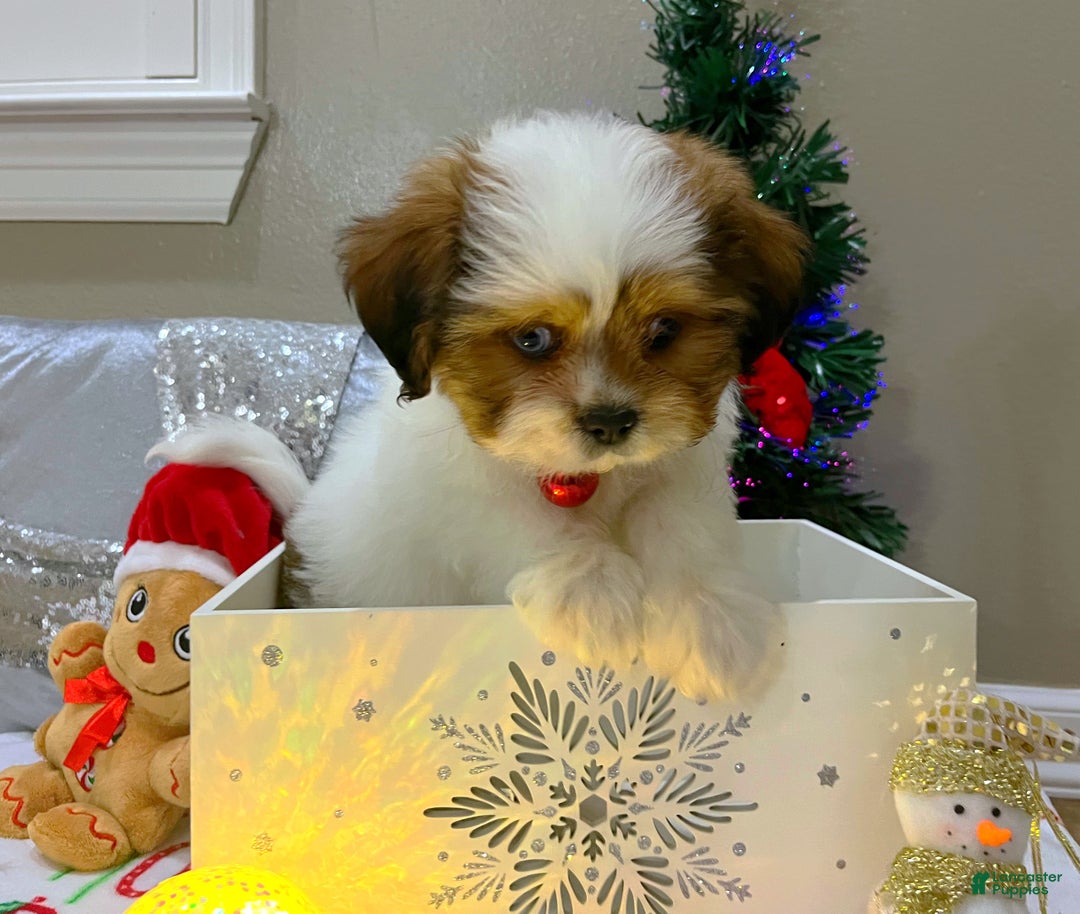 Shih Tzu dogs for sale: Gingerbread  - Ad 2