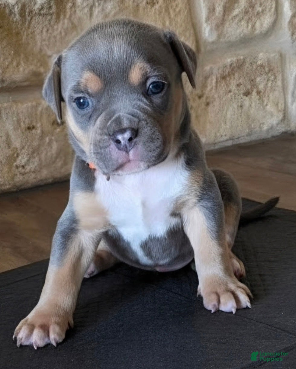 American Bully dogs Durango - Ad 1