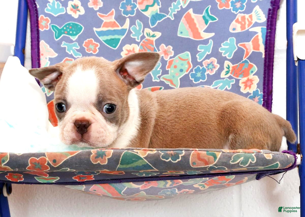 Boston Terrier dogs Ketchup - Ad 19