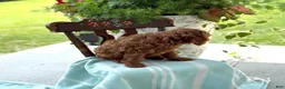 Miniature Poodle dogs for sale: Tangerine - Ad 10