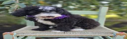 Sheepadoodle dogs for sale: Haley - Ad 5