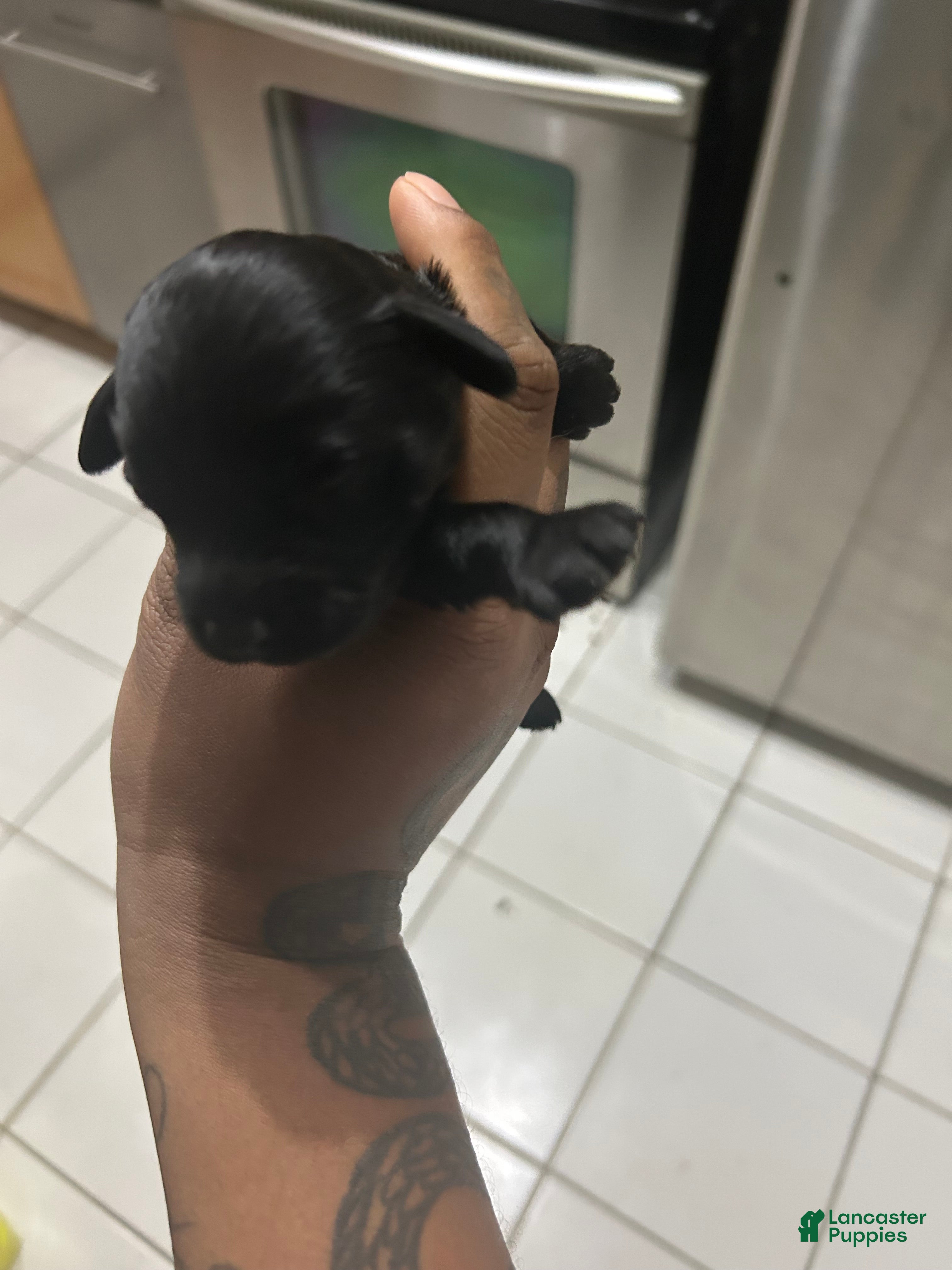 Cavapoo dogs Cavapoo Puppy 2 - Ad 11