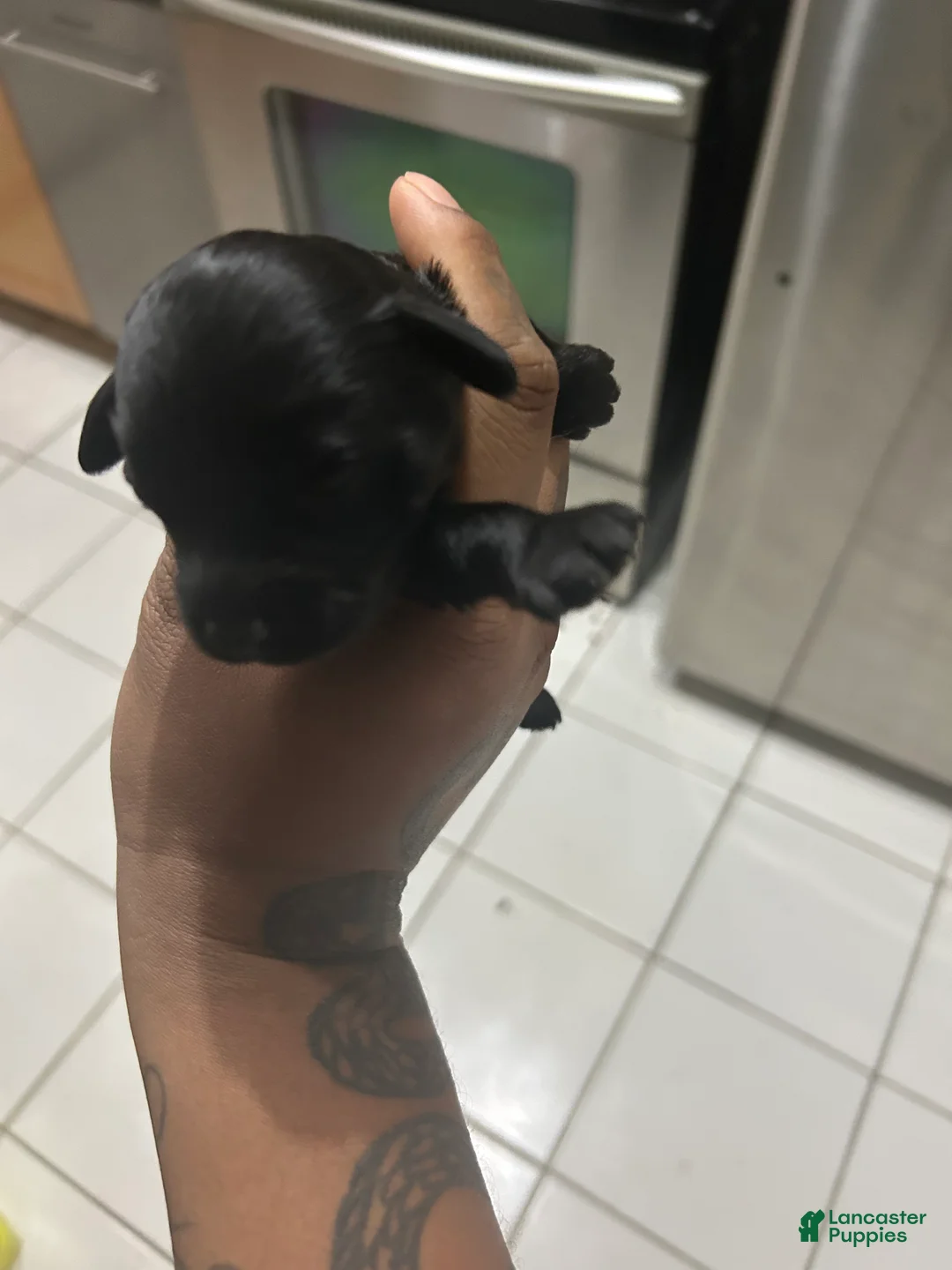 Cavapoo dogs for sale: Cavapoo Puppy 2 - Ad 1
