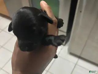 Cavapoo dogs Cavapoo Puppy 2 - Ad 11