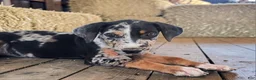 Catahoula Leopard Dog dogs for sale: MS 2026 Female 1 - Ad 8