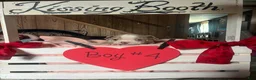 Olde English Bulldogge dogs for sale: Olde English Bulldogge 10 - Ad 14