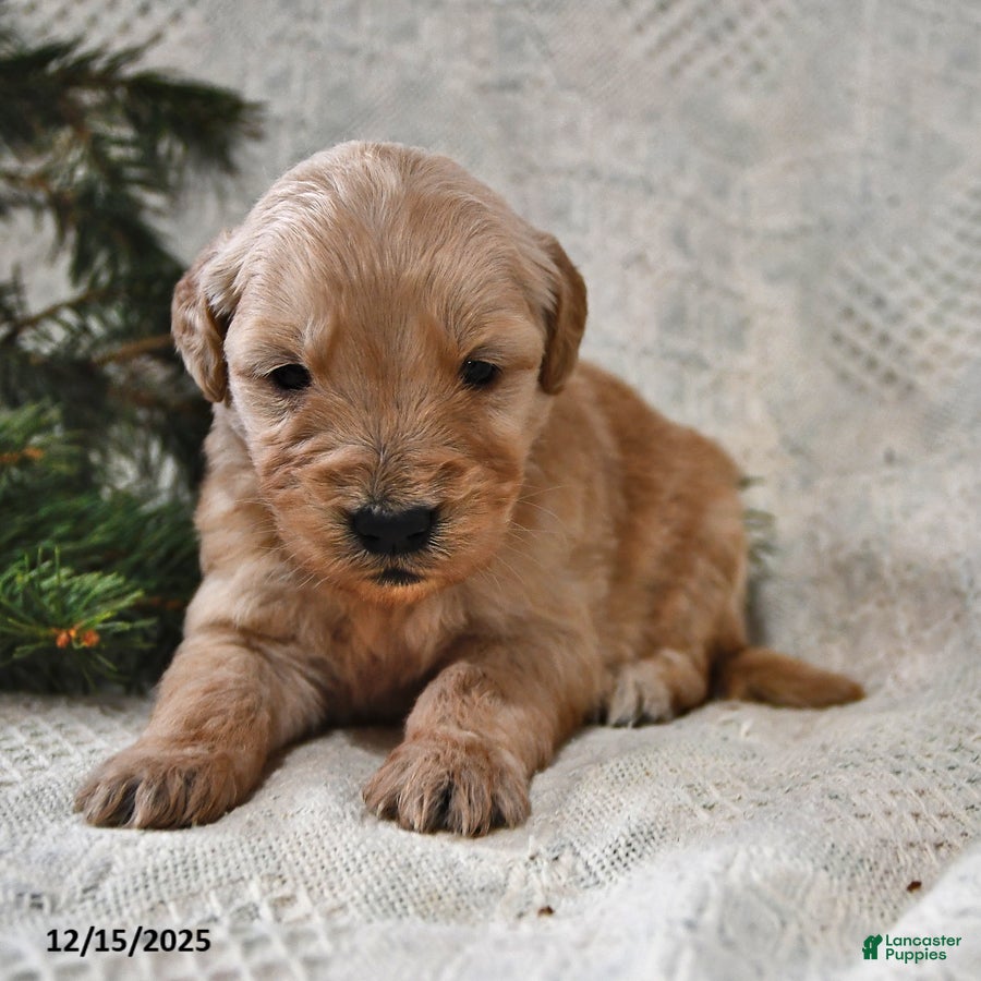 Goldendoodle dogs Biscuit - Ad 14