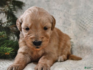 Goldendoodle dogs Biscuit - Ad 26