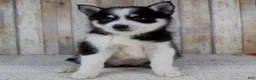 Pomsky dogs for sale: Bonnie - Ad 4