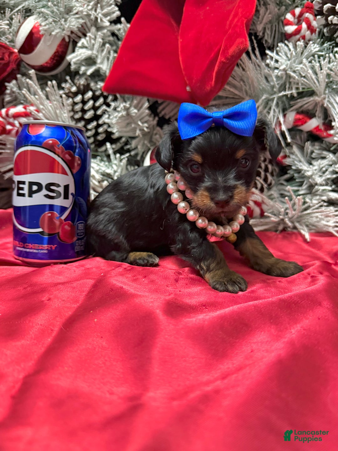 Yorkshire Terrier dogs for sale: Rigatoni  - Ad 18