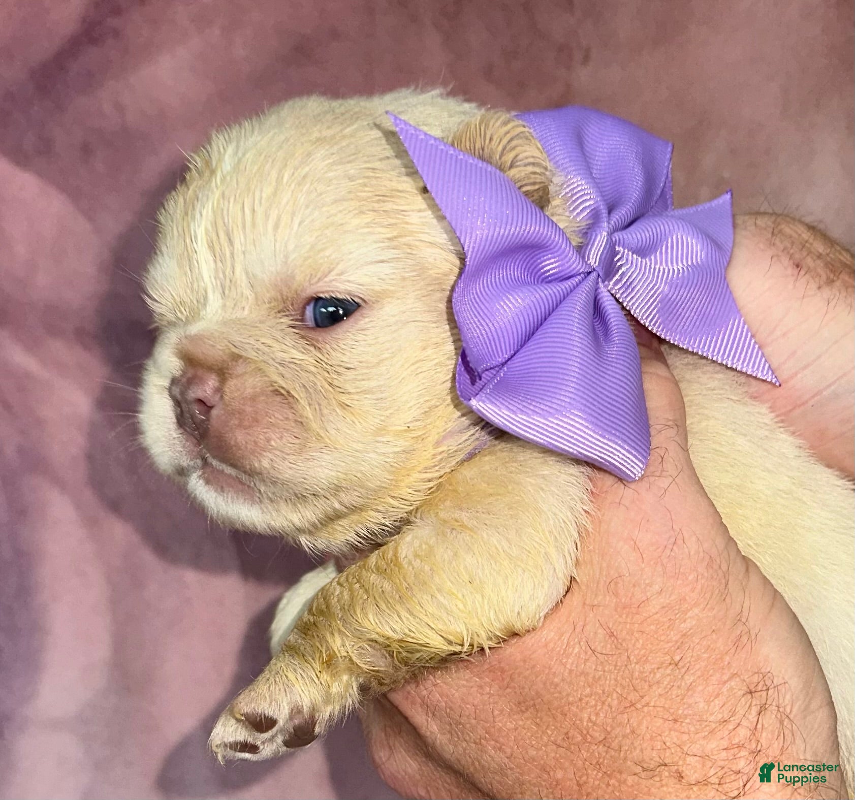 French Bulldog dogs French Bulldog 7 - Ad 2