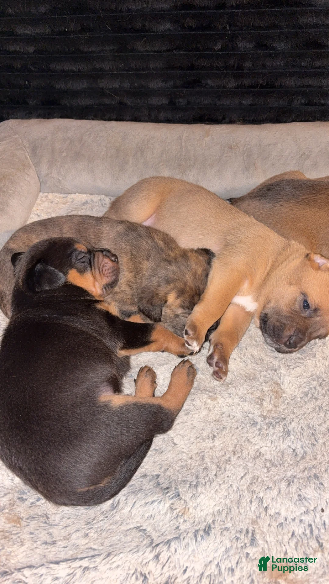 Mixed Breed dogs for sale: Mixed Breed Puppy 1 - Ad 5