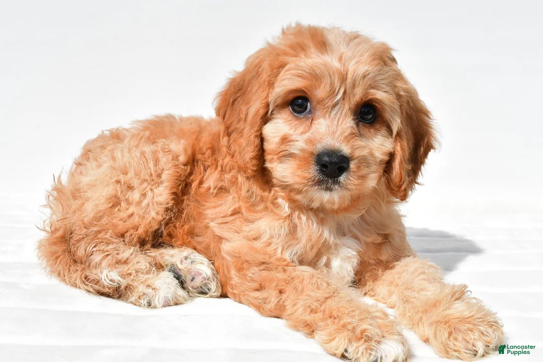 Cavachon dogs for sale: Leo - Ad 2