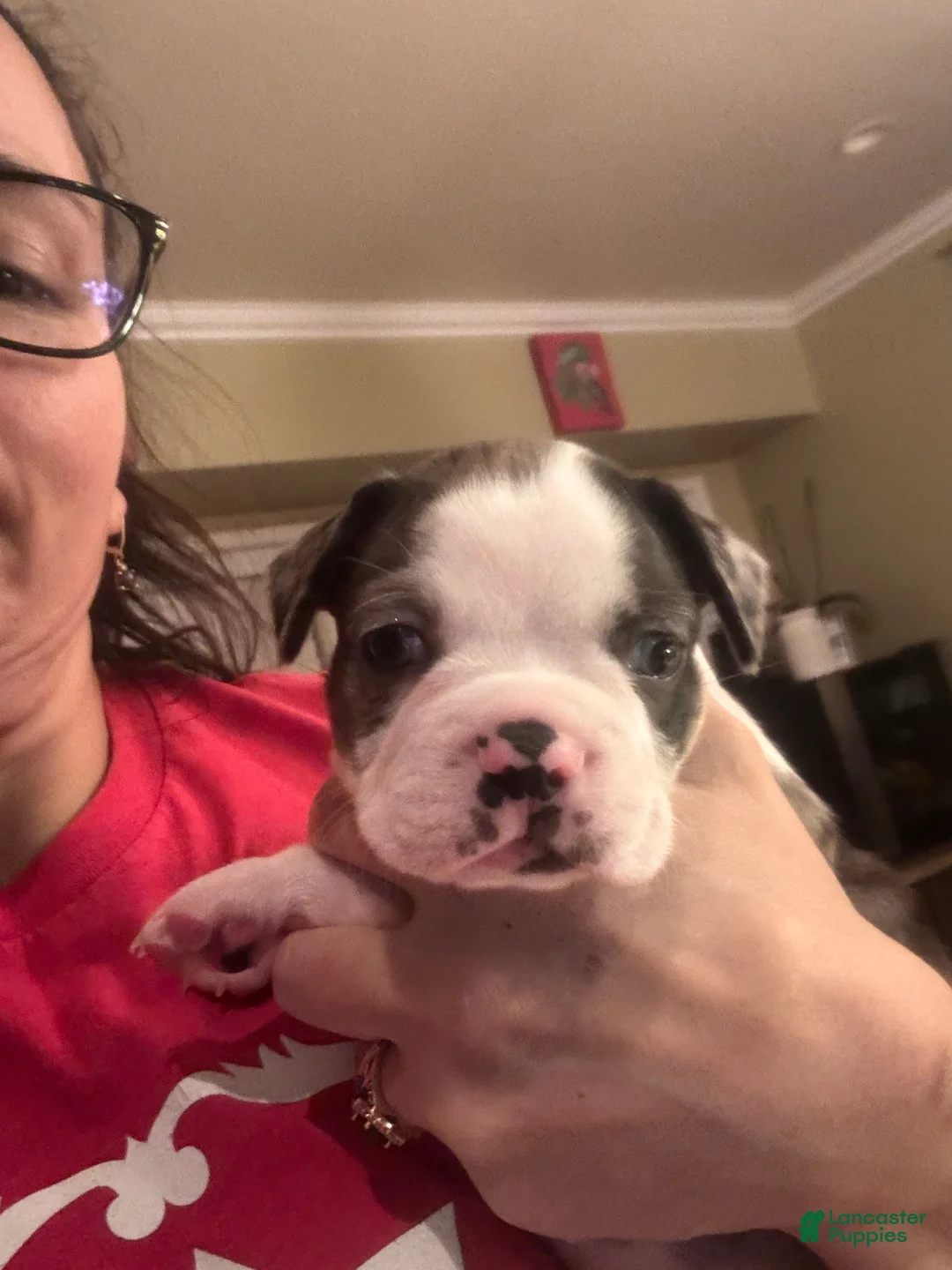 Frenchton dogs for sale: Milo - Ad 2