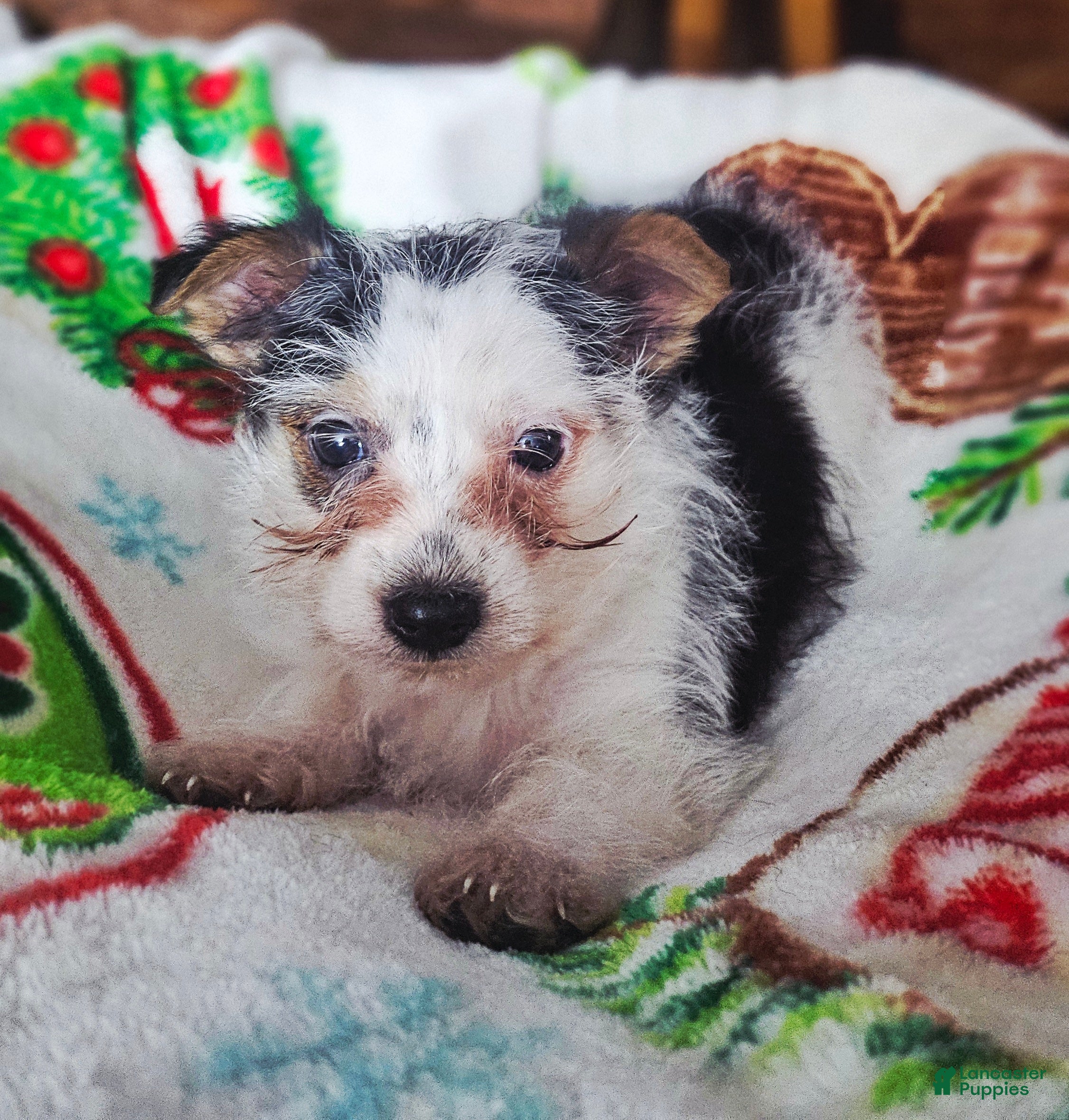 Yorkshire Terrier dogs Charley  - Ad 24