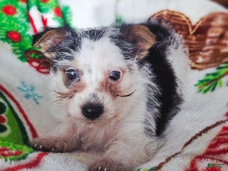 Yorkshire Terrier dogs Charley - Ad 24