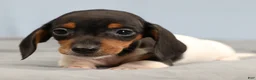 Miniature Dachshund dogs for sale: Rhett 🏈 - Ad 3