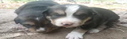 Mixed Breed dogs for sale: CRYSTAL - Ad 4