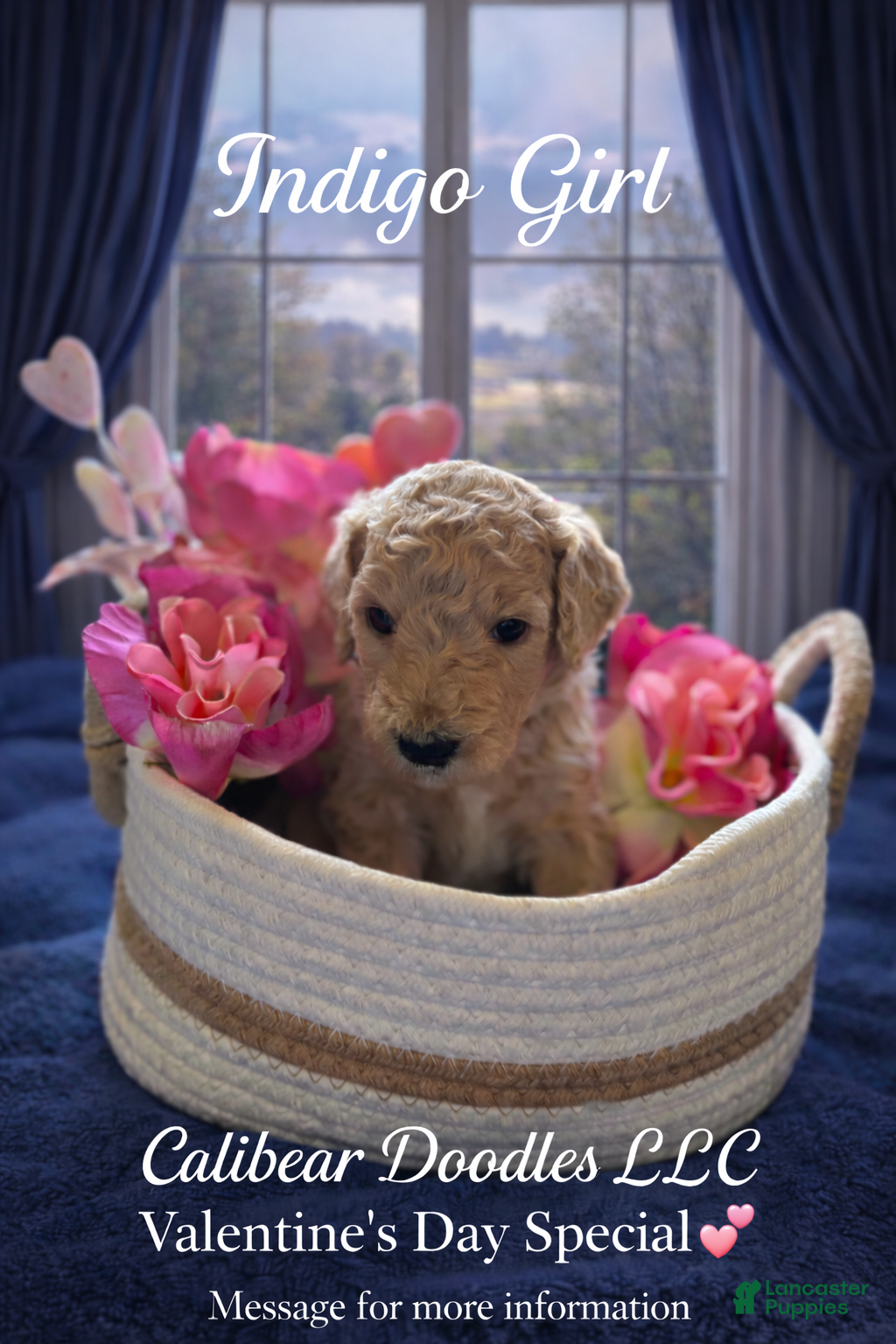Goldendoodle dogs Goldendoodle Puppy 3 - Ad 3