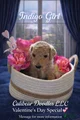 Goldendoodle Puppy 3