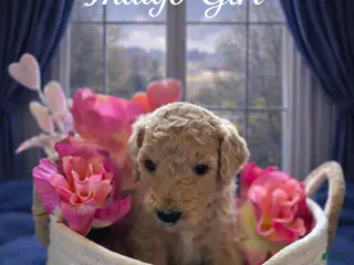Goldendoodle dogs Goldendoodle Puppy 3 - Ad 3