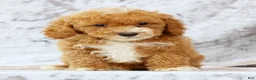 Bichpoo dogs for sale: Ethan - Ad 6