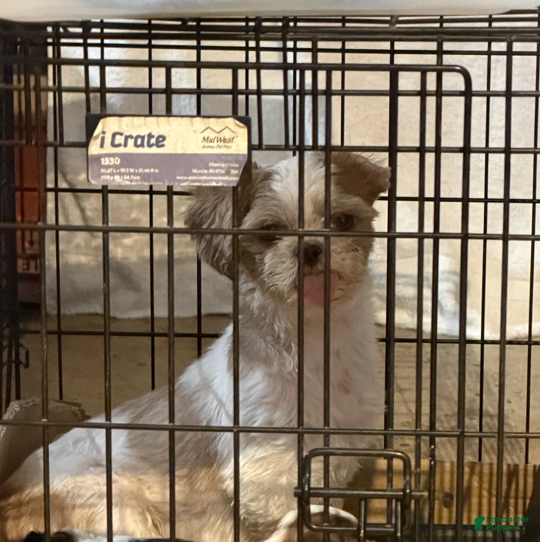 Shih Tzu dogs for sale: Ariel - Ad 8