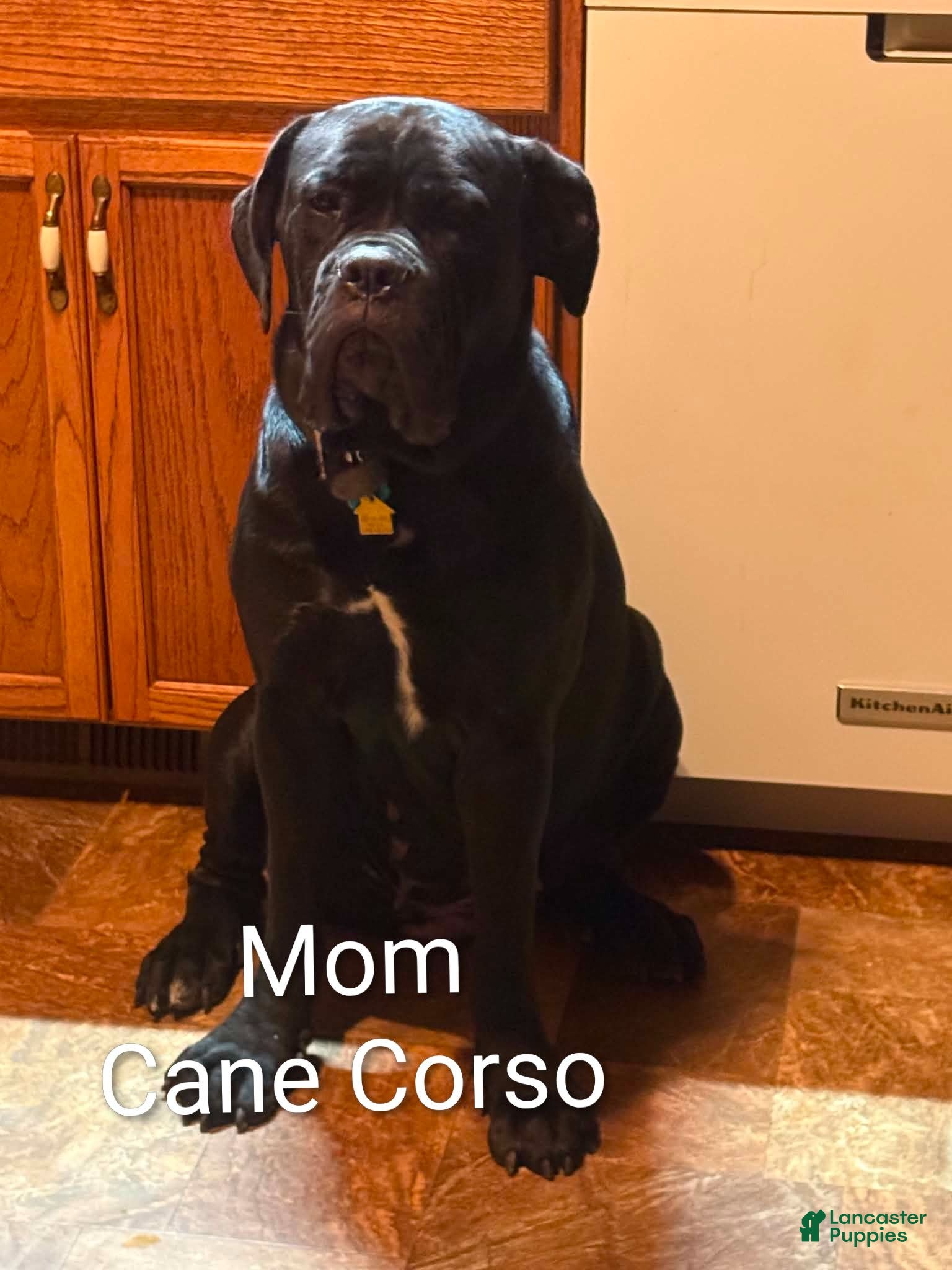 Mixed Breed dogs Thor - Ad 2