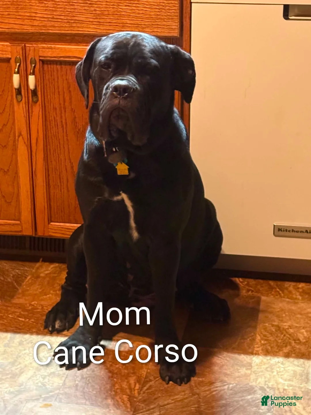 Mixed Breed dogs for sale: Thor - Ad 2