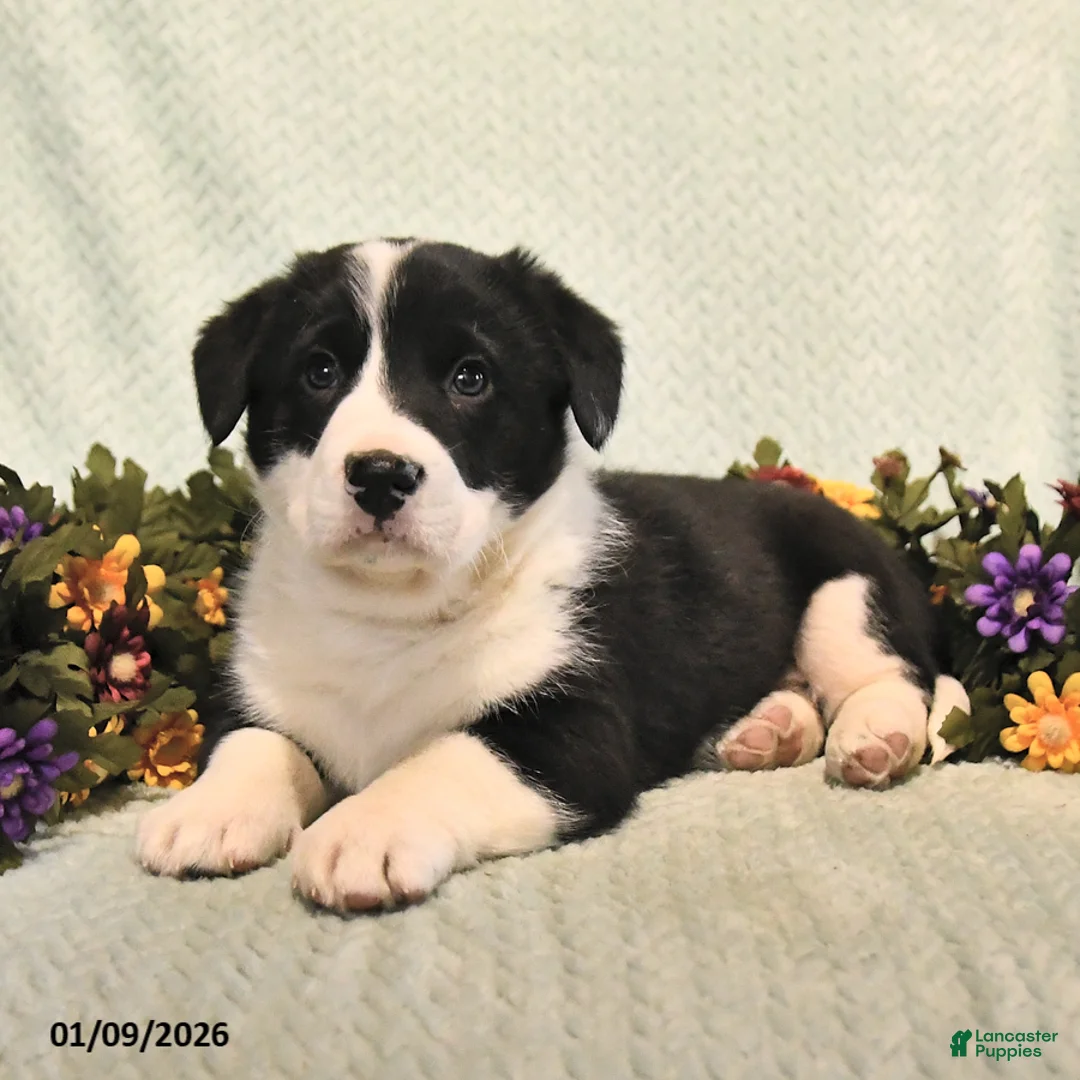 Mixed Breed dogs for sale: Jet - Ad 4