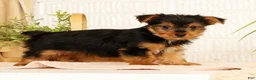 Yorkshire Terrier dogs for sale: Sammy - Ad 7