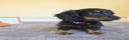 Miniature Dachshund dogs for sale: Clover- AKC - Ad 2