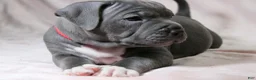 American Bully dogs for sale: Skarlet - Ad 8