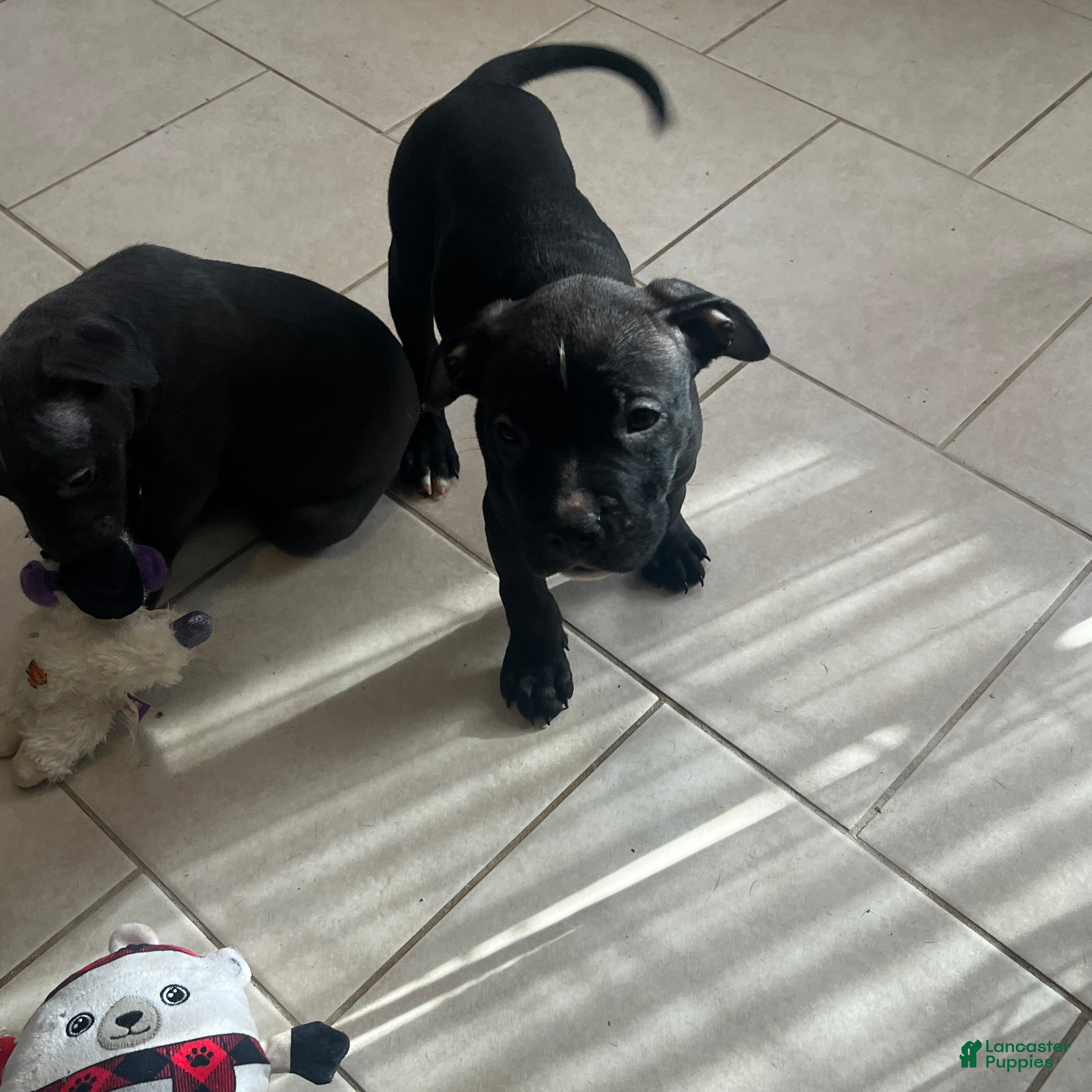 American Pit Bull Terrier dogs American Pit Bull Terrier 3 - Ad 31