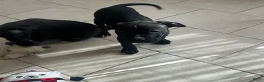 American Pit Bull Terrier 3