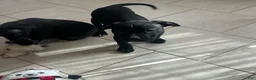 American Pit Bull Terrier dogs for sale: American Pit Bull Terrier 3 - Ad 1