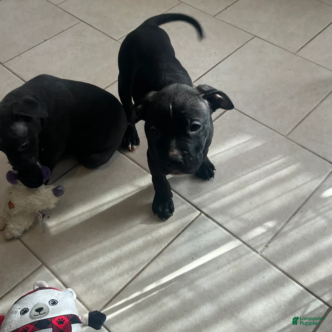 American Pit Bull Terrier dogs for sale: American Pit Bull Terrier 3 - Ad 1