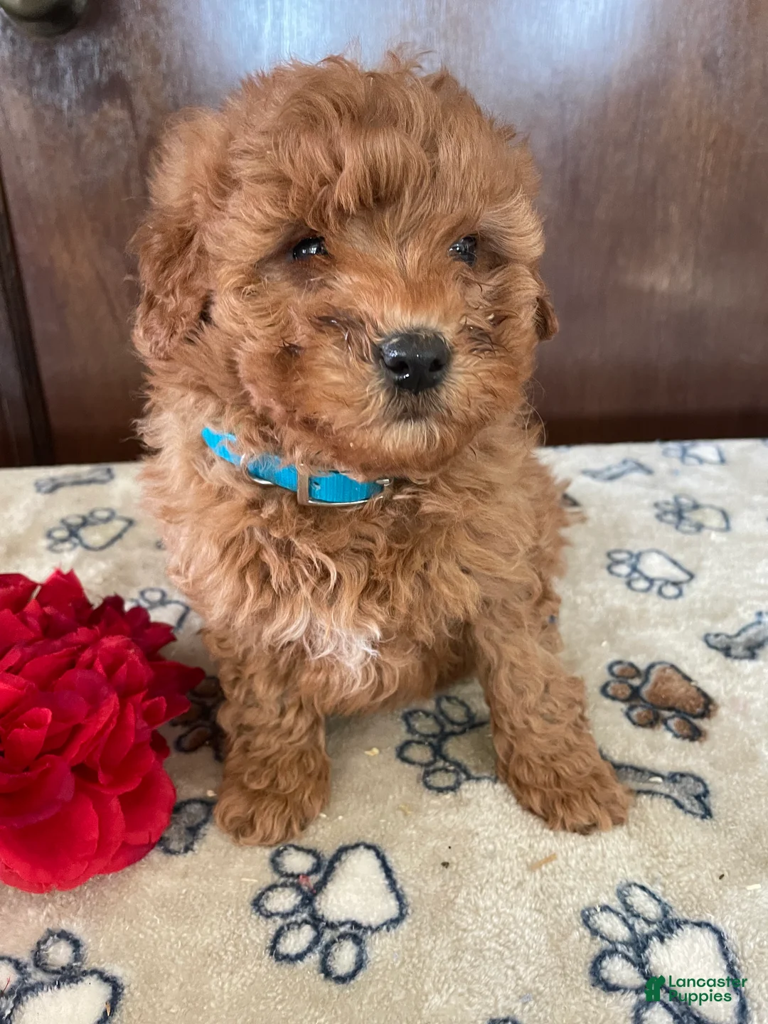 Mini Goldendoodle dogs for sale: Lance - Ad 3
